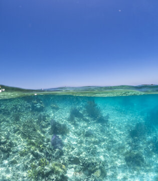 View of a split shot showing a vibrant coral reef under turquoise water and a clear blue sky Guanaja, Bay Islands Department, Honduras.