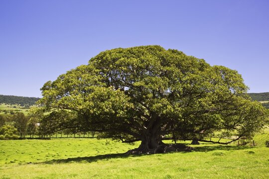 Fig tree (Ficus), Kiama, New South Wales, Australia