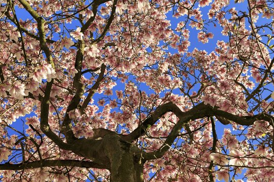 Blossoming magnolia tree, Saucer magnolia (Magnolia x soulangeana), magnolia flowers against blue sky, Germany