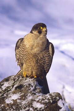 Peregrine Falcon (Falco peregrinus), female
