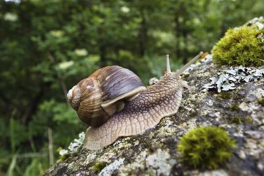 Burgundy Snail (Helix pomatia), Cevennes National Park, France, Europe
