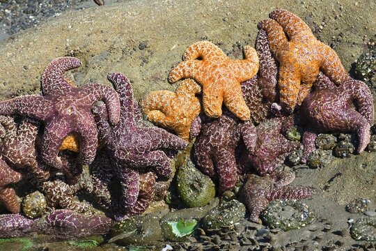 Tide pool with Ochre Sea Stars (Piaster ochraceus) and Giant Green Sea Anemones (Anthopleura xanthogrammica), Pacific Coast, Olympic Nationalpark, Washington, USA