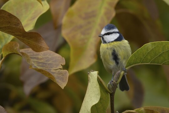 Blue tit (Cyanistes Caeruleus) adult bird amongst autumn leaves of a garden Magnolia tree, Suffolk, England, United Kingdom