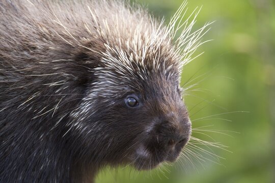 North american porcupine (Erethizon dorsatum) watching.
