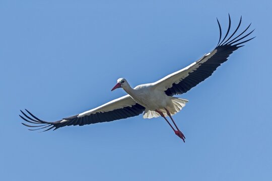 White stork (Ciconia ciconia) in flight, Germany