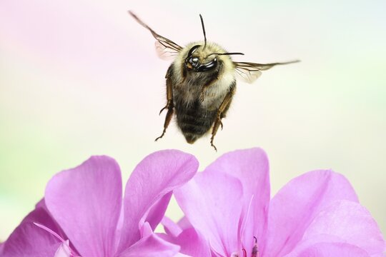 Shrill carder bee (Bombus sylvarum), in flight, at Geranium, Germany