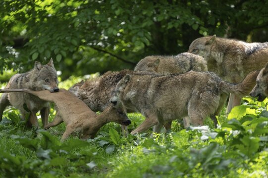 Gray wolf (Canis lupus), wolf pack with prey deer, captive, Germany