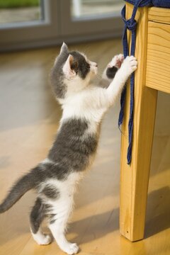 Kitten playing with ribbon on a chair