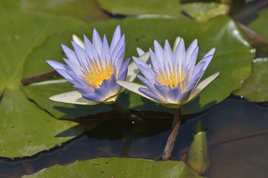 Blue Egyptian Water Lilies or Sacred Blue Lilies (Nymphaea caerulea), South Luangwa National Park, Luangwa Valley, Zambia