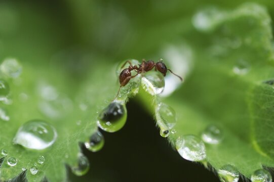 Dew drops on lady's mantle leave ( Alchemilla mollis )