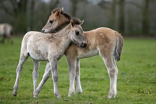 D&uuml;lmen pony, two foals cuddling, Dulmen, North Rhine-Westphalia, Germany