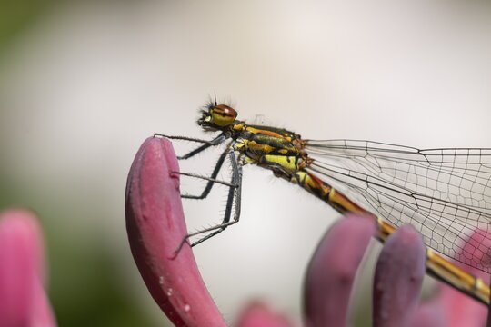 Large red damselfly (Pyrrhosoma nymphula) adult insect resting on a Honeysuckle flower in a garden, England, United Kingdom