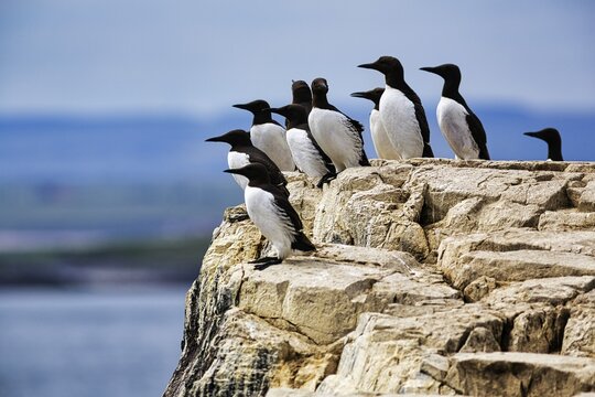 Common guillemots (Uria aalge) on Bird Rock, Staple Island, Archipelago, Farne Islands Nature Reserve, Farne Islands, Northumberland, England, United Kingdom