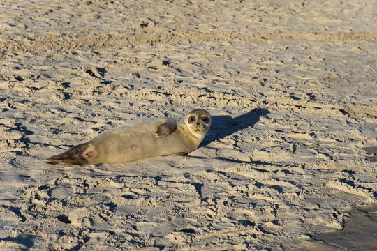 Seal on the beach, Baltic Sea, Kattegat, Grenen, Skagens Gren, Skagen, North Jutland, Jutland, Denmark