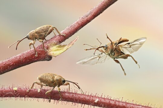 Nut weevil (Curculio nucum) on a branch of a hazelnut bush, Germany