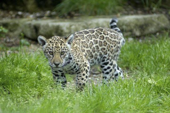Young jaguar