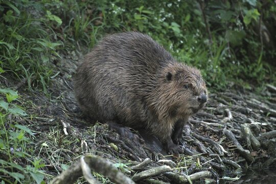 European beaver (Castor fiber) young secured on the bank of a stream, Allg&auml;u, Bavaria, Germany