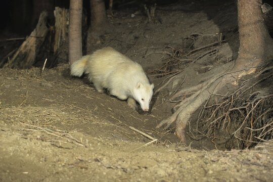 Eurasian or European badger (Meles meles), in front of the set, open air exposure, Allgaeu, Germany, Europe