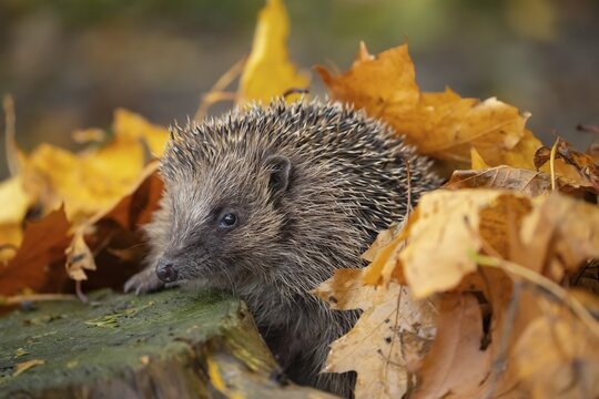 European hedgehog (Erinaceus europaeus) adult walking through fallen Autumn leaves, Suffolk, England, United Kingdom
