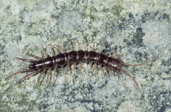 Brown Centipede (Lithobius forficatus)