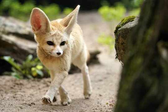 Fennek, Fennec fox (Vulpes zerda), running, captive, Germany
