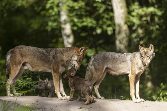 European wolf alpha gray wolves (Canis lupus) with pups, Germany