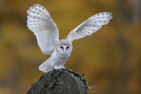 Common barn owl (Tyto alba), on a gravestone, Czech Republic