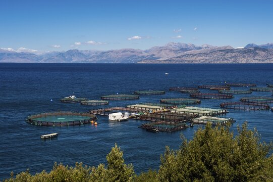 Fishfarm in Kassiopi, Corfu, Ionian Islands, Greece