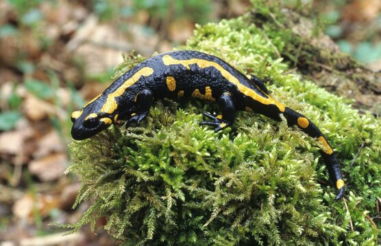 Fire Salamander (Salamandra salamandra)