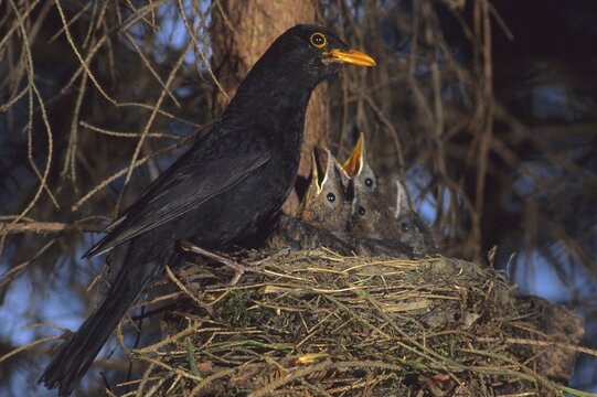 Blackbird (Turdus merula) at nest