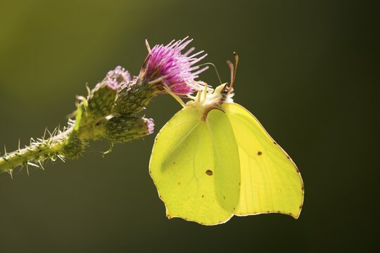 Brimstone (Gonepteryx rhamni) sucking nectar, Lower Saxony, Germany
