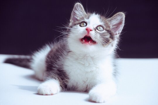 Domestic Cat (Felis silvestris f. catus), kitten
