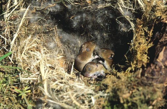 Young, still blind Bank Vole (Clethrionomys glareolus) in the nest, Allgaeu, Bavaria, Germany, Europe