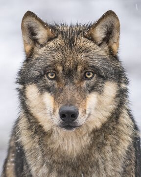 Gray wolf (Canis lupus), portrait, winter, Neuhaus, Lower Saxony, Germany