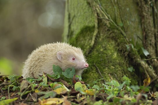 European Hedgehog (Erinaceus europaeus) albino, adult in woodland, Suffolk, England, United Kingdom