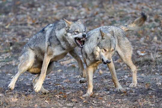 European Gray wolves (canis lupus) fight, Germany