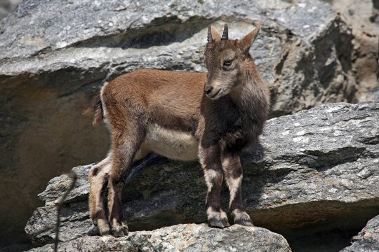 Alpine ibex (Capra ibex), fawn, Austria, Europe