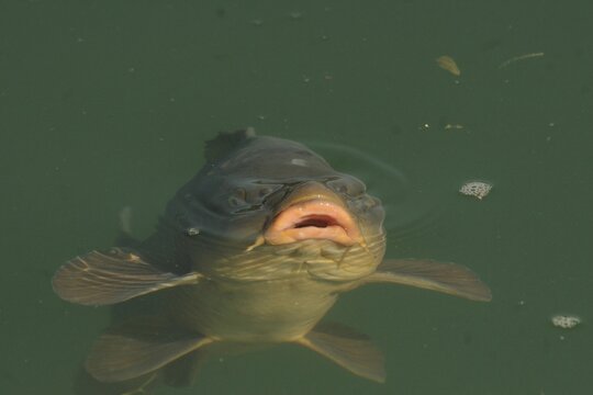 Common Carp (Cyprinus carpio) eating bread pieces at water's surface