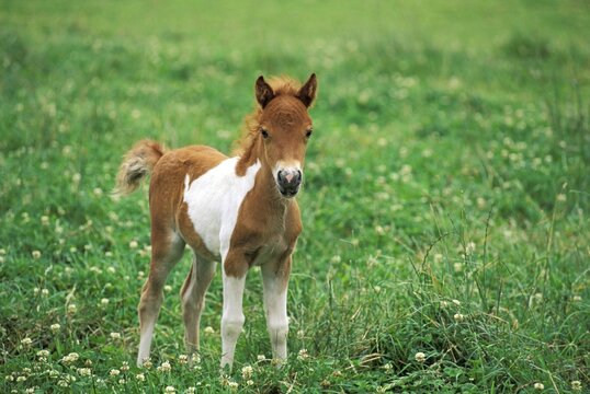Shetland Pony - 10-days-old foal PR