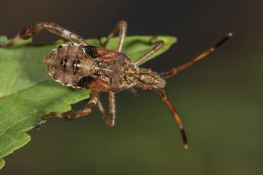 Western conifer seed bug (Leptoglossus occidentalis), larva on a leaf tip, Baden-W&uuml;rttemberg, Germany