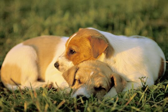 Two sleeping Jack-Russel-Terrier whelps