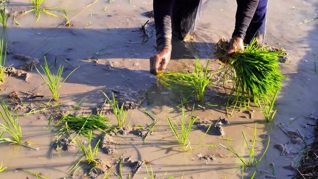 Detailed shot of worker planting young paddy stalks into muddy soil. Authentic southeast asian agriculture lifestyle stock 4k footage 