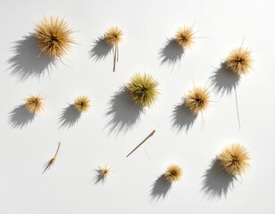 Obraz premium Overhead view of dried, spiky seed pods and stems scattered on a white surface