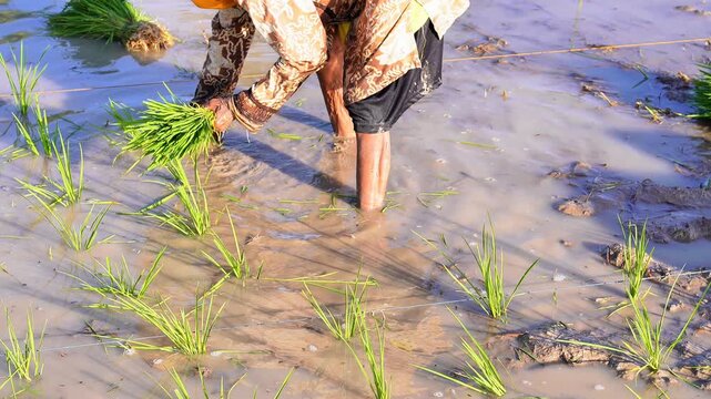 Detailed shot of worker planting young paddy stalks into muddy soil. Authentic southeast asian agriculture lifestyle stock footage