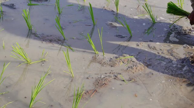 Detailed shot of worker planting young paddy stalks into muddy soil. Authentic southeast asian agriculture lifestyle stock footage