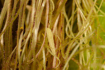Fototapeta premium Corn pollen and silk on ear of corn. Pollination, grain farming and agriculture concept.