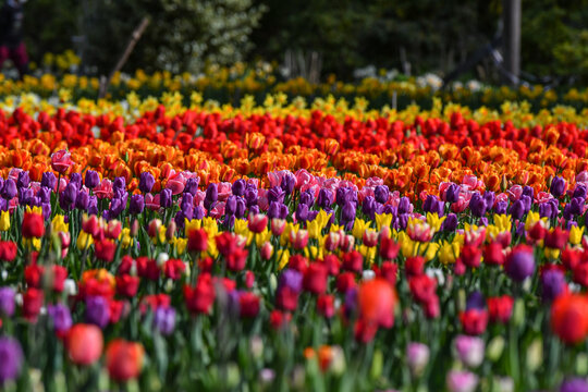 View of vibrant rows of colorful tulips in full bloom under soft daylight at Peninsula San Pedro San Carlos de Bariloche, Rio Negro Province, Argentina.