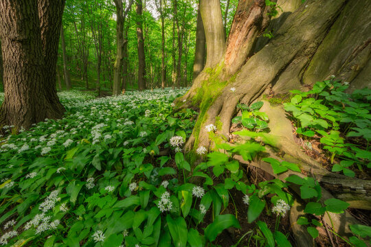 View of wild garlic blooming on the forest floor near Hrudky with mossy tree trunks and sunlight filtering through the canopy in Plavecky Peter, Trnavsky kraj, Slovakia.