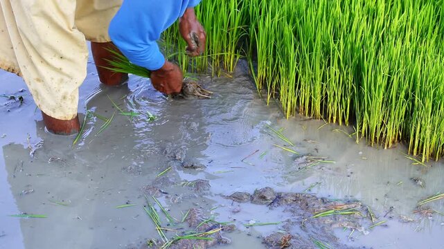 Footage Asian farmer pulling out young rice seedlings from the nursery bed. Traditional manual rice seedling uprooting process in Indonesia. Authentic agricultural labor in muddy paddy field landscape