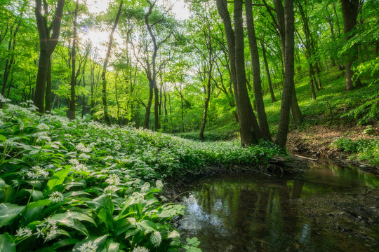 View of blooming wild garlic flowers along a small stream in a lush green forest with sunlight filtering through the trees in Plavecky Peter, Trnavsky kraj, Slovakia.
